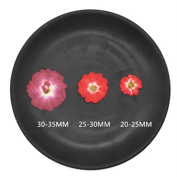 60pcs Pritisnete Posušene Kitajski Rose Cvet Rastline Za Herbarij Nakit Zaznamek Beležko Telefon Primeru Sveča Lampshade Dopisnica DIY